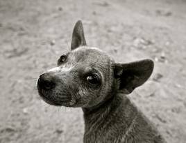Dog puppy small dog young dog 39825