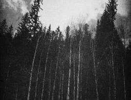 Into the mighty forest by anguis ix d3oo3dv