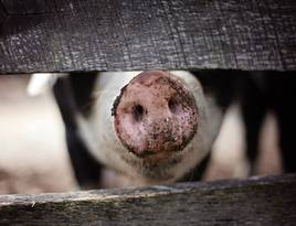 Animal 1867180 1920